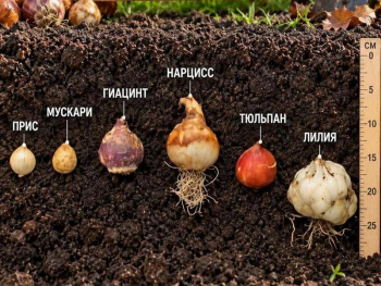 посадка луковичных осенью