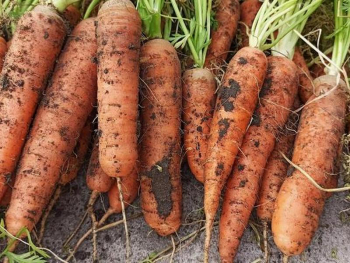 уборка и хранение моркови на зиму
