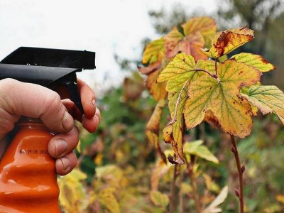 осенний уход за смородиной 