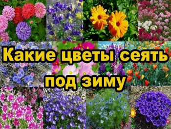 какие цветы сеять осенью