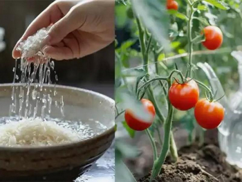 натуральное удобрение