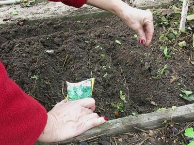 посев петрушки под зиму
