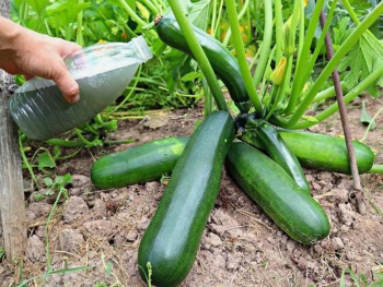подкормка для кабачков 