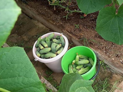 правильный уход за огурцами