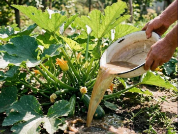 подкормка кабачков июле